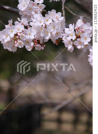 桜のある風景 113682415
