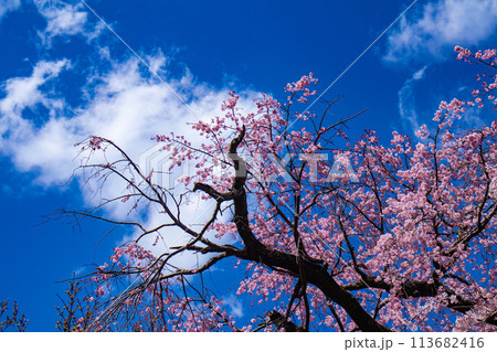 【京都風景】円山公園 優雅さの春 桜花爛漫(枝垂れ・染井吉野) 【京都風景】円山公園 優雅さの春 桜花爛漫(枝垂れ・染井吉野) 113682416