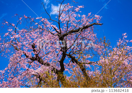 【京都風景】円山公園　優雅さの春 桜花爛漫（枝垂れ・染井吉野） 113682418