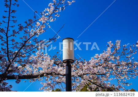 【京都風景】円山公園　優雅さの春 桜花爛漫（枝垂れ・染井吉野） 113682419