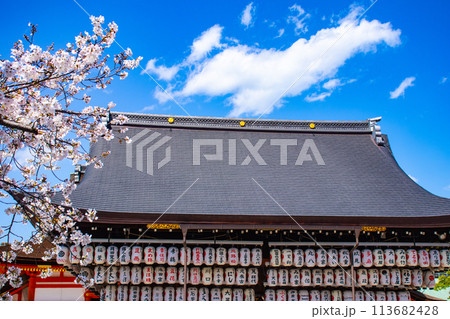 【京都風景】円山公園　優雅さの春 桜花爛漫（枝垂れ・染井吉野） 113682428
