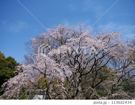六義園の枝垂れ桜 六義園の枝垂れ桜 113682434