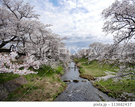藤田川ふれあい桜 113682437