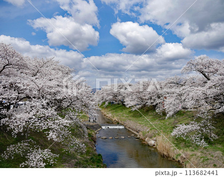 藤田川ふれあい桜 113682441