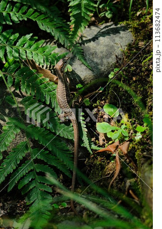 ニホンカナヘビ 113682474