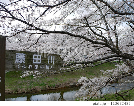 藤田川ふれあい桜 藤田川ふれあい桜 113682483
