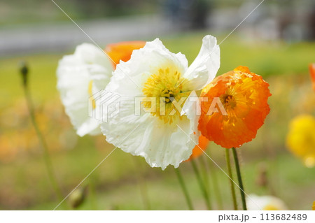 白色とオレンジ色のポピーの花 白色とオレンジ色のポピーの花 113682489