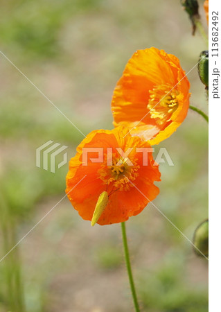 おれんじのポピーの花二輪とキチョウ おれんじのポピーの花二輪とキチョウ 113682492