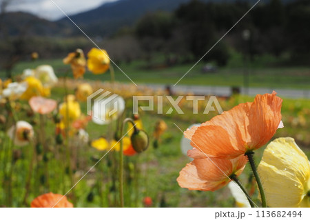 ポピーの花畑と明日香の景色 113682494