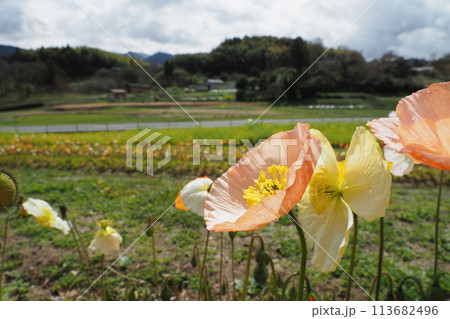 ポピーの花と明日香の景色 ポピーの花と明日香の景色 113682496