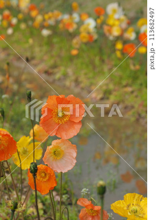 ポピーの花畑と映り込み 113682497