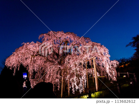 ライトアップで幻想的に浮かび上がる美しい福島県三春町の滝桜 ライトアップで幻想的に浮かび上がる美しい福島県三春町の滝桜 113682612