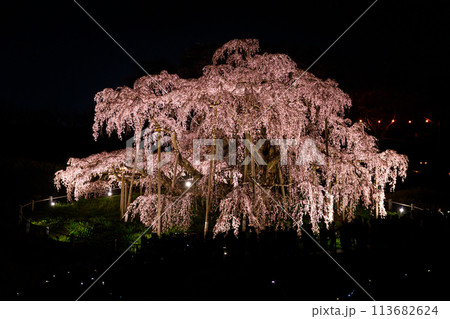 ライトアップで幻想的に浮かび上がる美しい福島県三春町の滝桜 ライトアップで幻想的に浮かび上がる美しい福島県三春町の滝桜 113682624