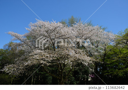 桜(ソメイヨシノ)、戸定ヶ丘歴史公園にて 桜(ソメイヨシノ)、戸定ヶ丘歴史公園にて 113682642