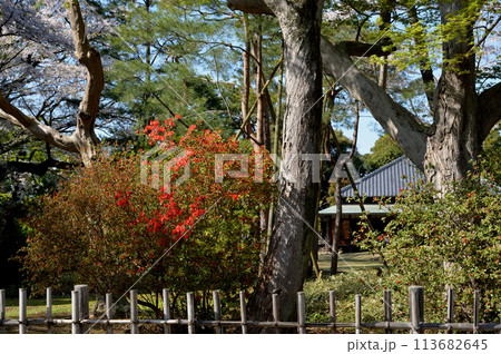 春の戸定邸庭園、千葉県松戸市 春の戸定邸庭園、千葉県松戸市 113682645