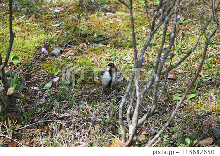ハクセキレイ、戸定ヶ丘歴史公園にて ハクセキレイ、戸定ヶ丘歴史公園にて 113682650