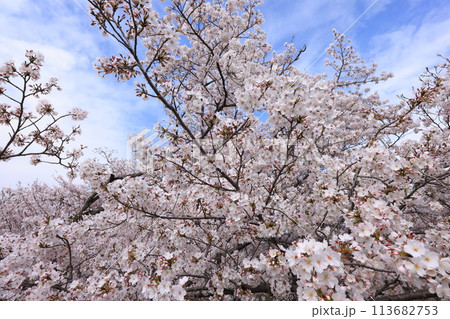 桜97 113682753