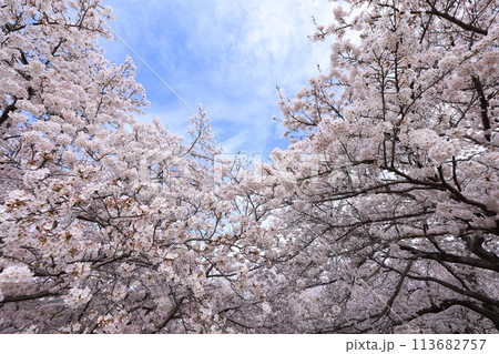 桜102 桜102 113682757