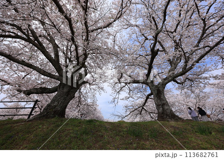 桜107 113682761