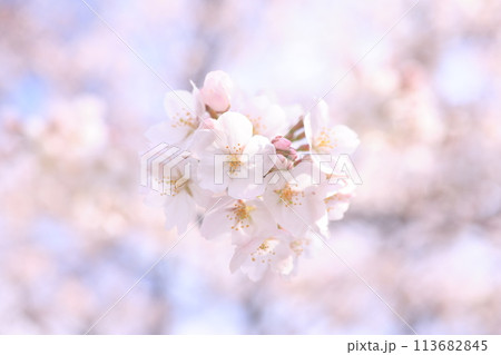 桜30 113682845