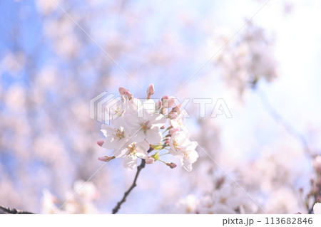 桜32 桜32 113682846