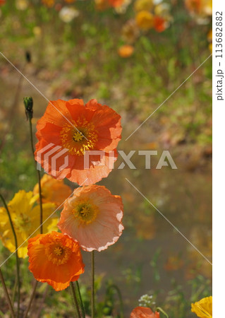 ポピーの花のアップ 113682882