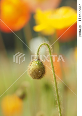水滴のついたポピーのつぼみ 113682887