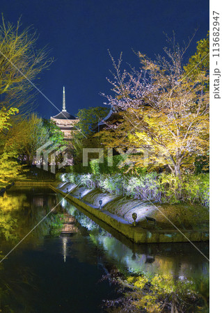 東寺 夜桜ライトアップ リフレクション 東寺 夜桜ライトアップ リフレクション 113682947