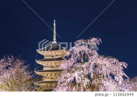 東寺　夜桜ライトアップ　五重塔と満開の不二桜 113682949