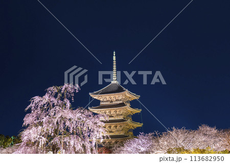 東寺　夜桜ライトアップ　五重塔と満開の不二桜 113682950