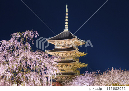 東寺 夜桜ライトアップ 五重塔と満開の不二桜の写真素材 東寺 夜桜ライトアップ 五重塔と満開の不二桜の写真素材