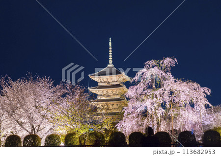 東寺　夜桜ライトアップ　五重塔と満開の不二桜 113682953
