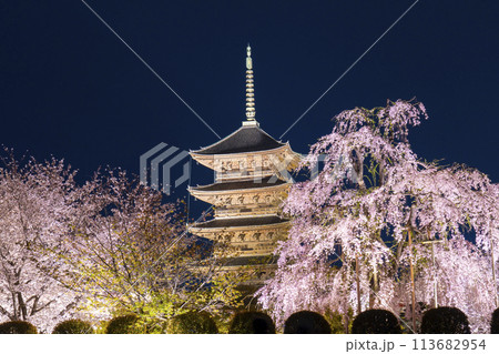 東寺　夜桜ライトアップ　五重塔と満開の不二桜 113682954