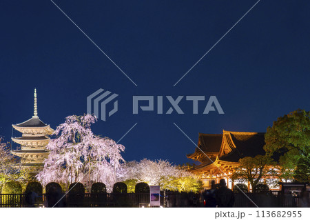 東寺 夜桜ライトアップ 五重塔と満開の不二桜 東寺 夜桜ライトアップ 五重塔と満開の不二桜 113682955