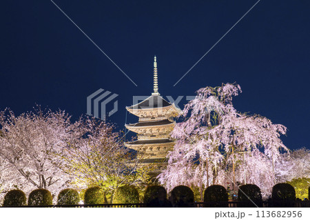 東寺　夜桜ライトアップ　五重塔と満開の不二桜 113682956