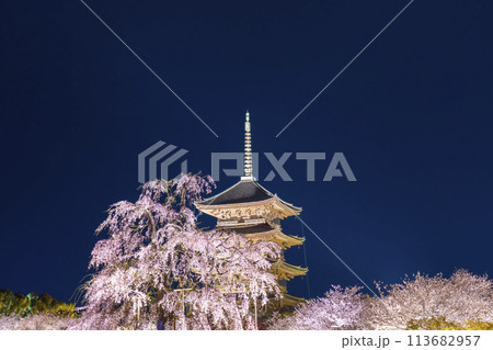 東寺　夜桜ライトアップ　五重塔と満開の不二桜 113682957