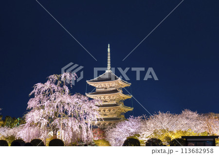 東寺　夜桜ライトアップ　五重塔と満開の不二桜 113682958