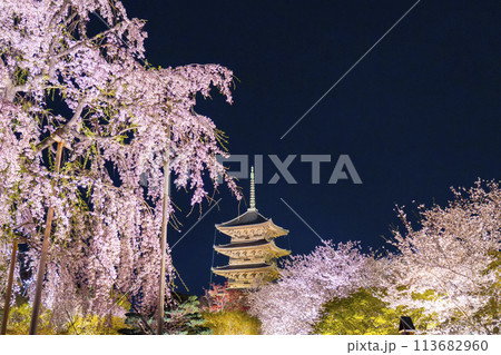 東寺 夜桜ライトアップ 五重塔と満開の不二桜 東寺 夜桜ライトアップ 五重塔と満開の不二桜 113682960