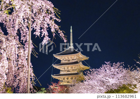 東寺 夜桜ライトアップ 五重塔と満開の不二桜 東寺 夜桜ライトアップ 五重塔と満開の不二桜 113682961