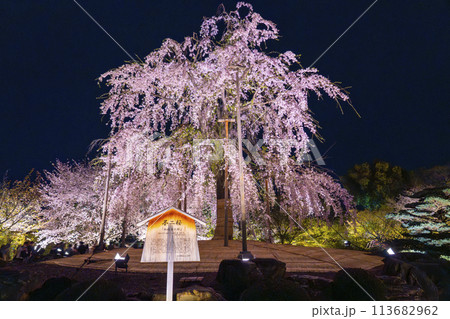 東寺　夜桜ライトアップ　満開の不二桜 113682962