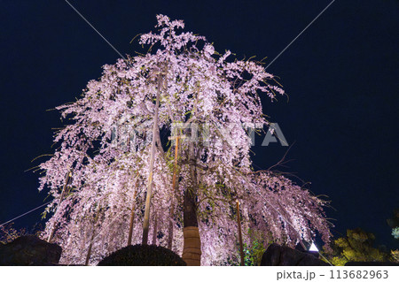 東寺 夜桜ライトアップ 満開の不二桜 東寺 夜桜ライトアップ 満開の不二桜 113682963