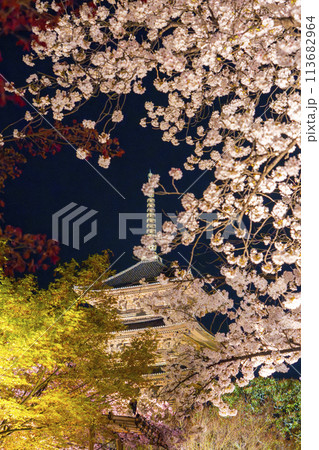 春の京都　東寺　夜桜ライトアップ 113682964