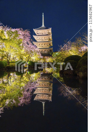 春の京都 東寺 夜桜ライトアップ 春の京都 東寺 夜桜ライトアップ 113682967