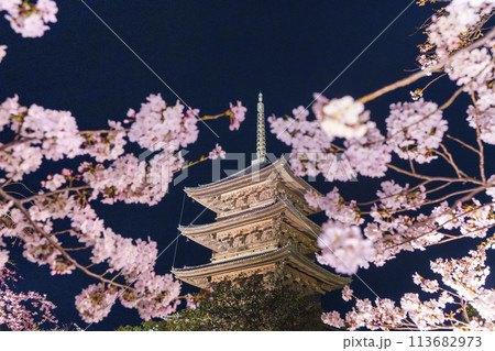東寺 夜桜ライトアップ 五重塔と満開の桜 東寺 夜桜ライトアップ 五重塔と満開の桜 113682973