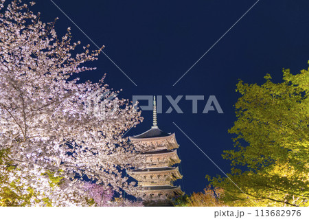 東寺 夜桜ライトアップ 五重塔と満開の桜 東寺 夜桜ライトアップ 五重塔と満開の桜 113682976