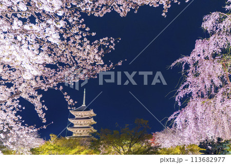 東寺　夜桜ライトアップ　五重塔と満開の桜 113682977