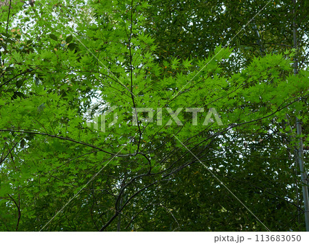 春の公園の新緑の森の風景 113683050