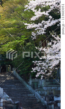 春の満開の桜の花と墓地の様子 113683051