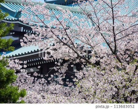 春の満開の桜の花とお寺の屋根の風景 113683052