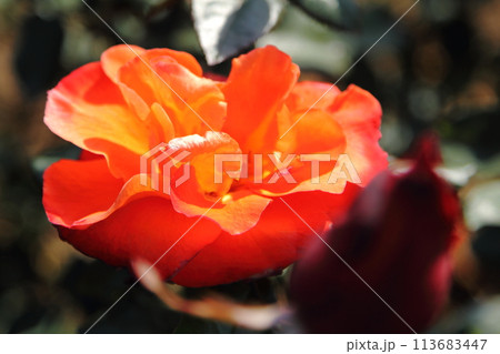 荒尾市　おもやい市民花壇　バラの花、 113683447